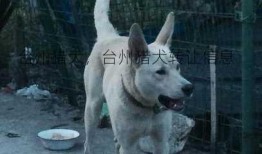 台州猎犬，台州猎犬转让信息