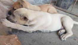 台州猎犬，台州猎犬转让信息