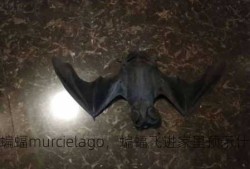 蝙蝠murcielago，蝙蝠飞进家里预示什么？