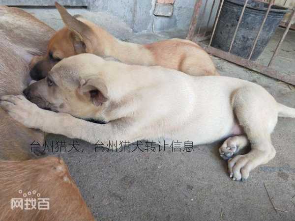 台州猎犬，台州猎犬转让信息